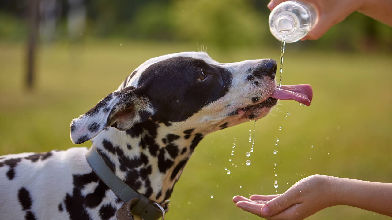 Hitze_Hund Ein Hund bekommt Wasser von seinem Besitzer, da er überhitzt ist.