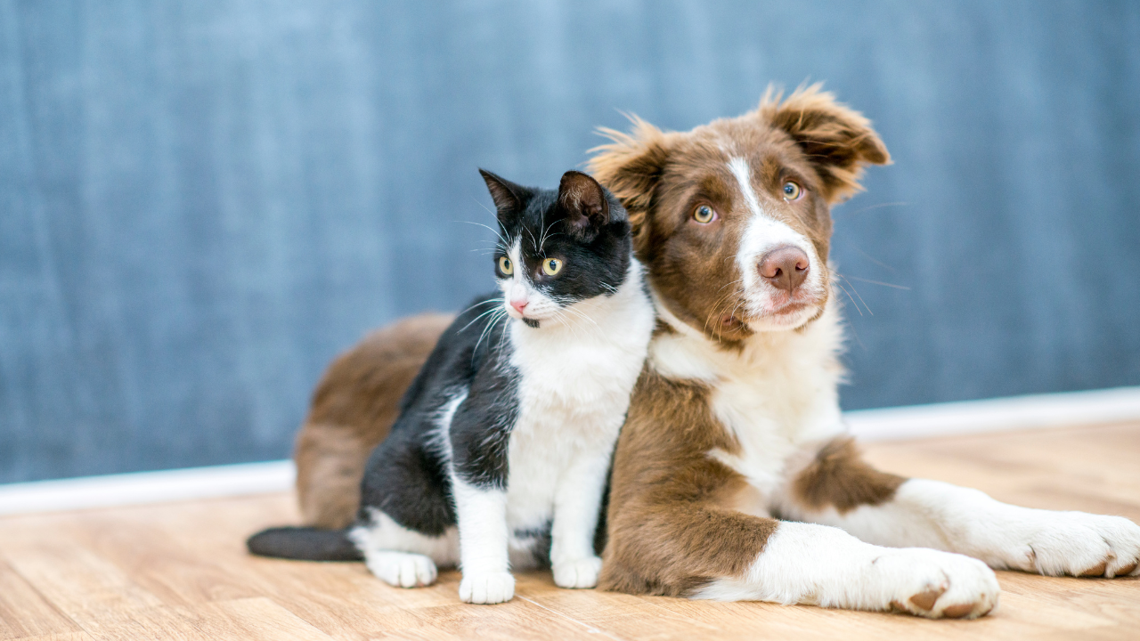 Hund_und_Katze_Krankenversicherung Eine Tierversicherung ist die beste Gesundheitsvorsorge für dein Haustier.