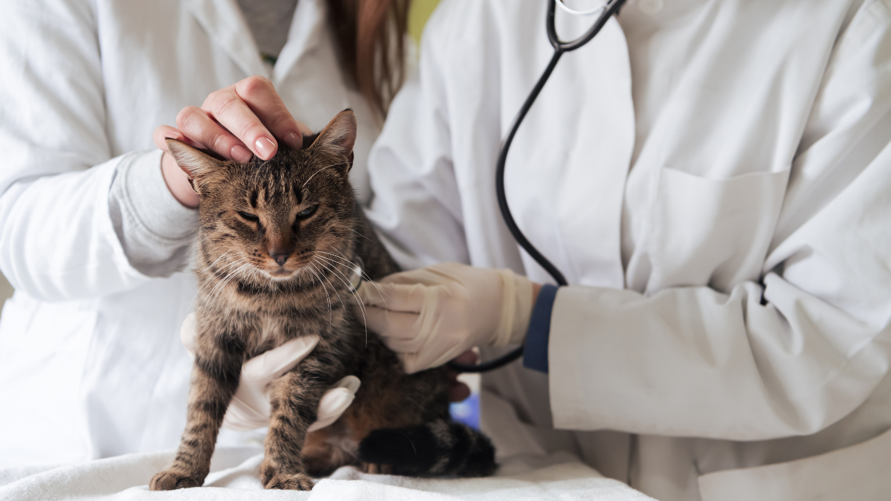 Parasiten_Untersuchung_Katze Eine Katze wird vor ihrer Parasitenbehandlung untersucht.