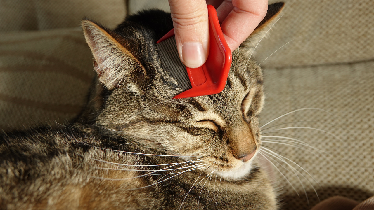 Parasitenbekämpfung_Katze Ein Tierbesitzer bürstet seine Katze mit einem Flohkamm.