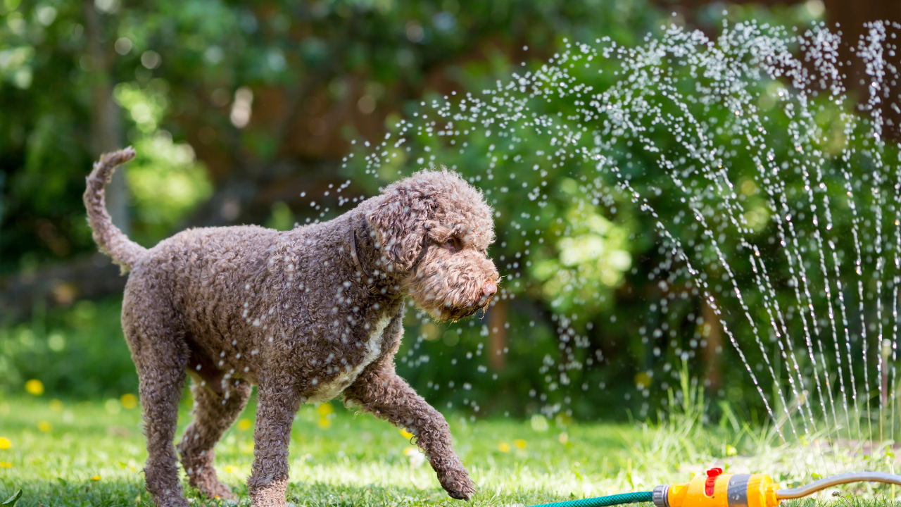Überhitzt_Hund Ein Hund kühlt sich bei den hohen Temperaturen im Sommer mit Wasser ab.