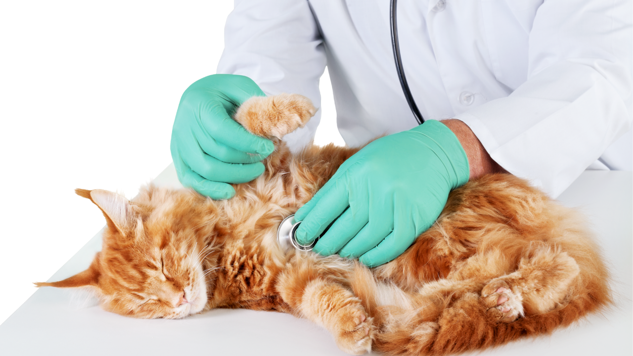 Voruntersuchung_Katze Eine Katze muss vor der Parasitenbehandlung abgehört werden.