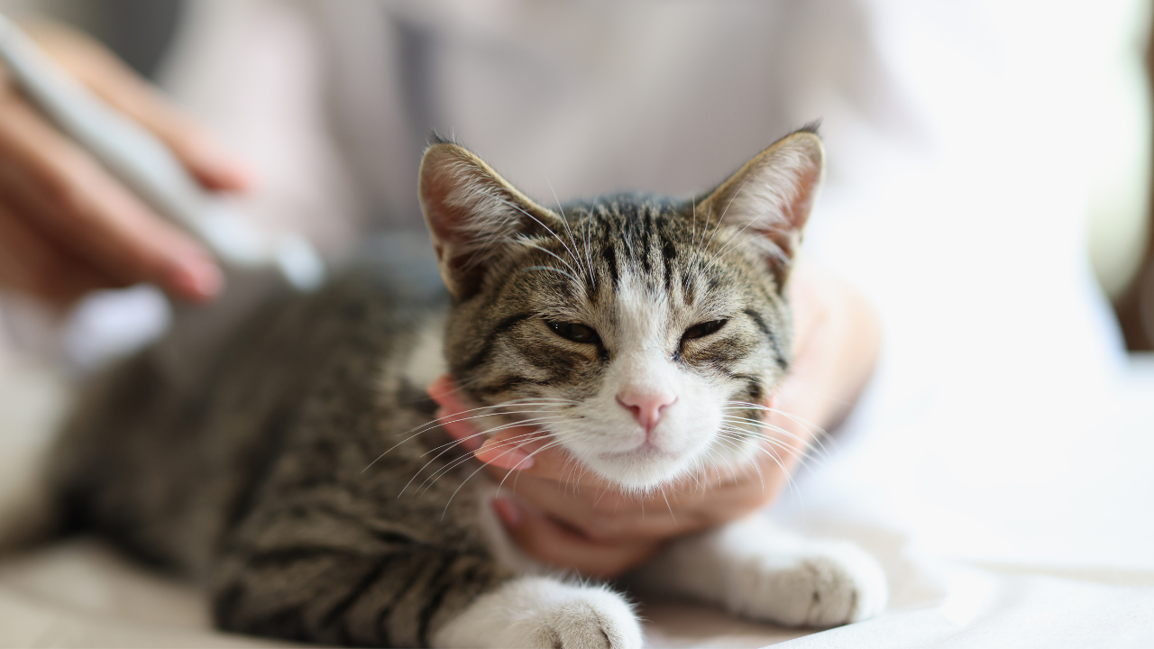 Katzen_Flohbehandlung