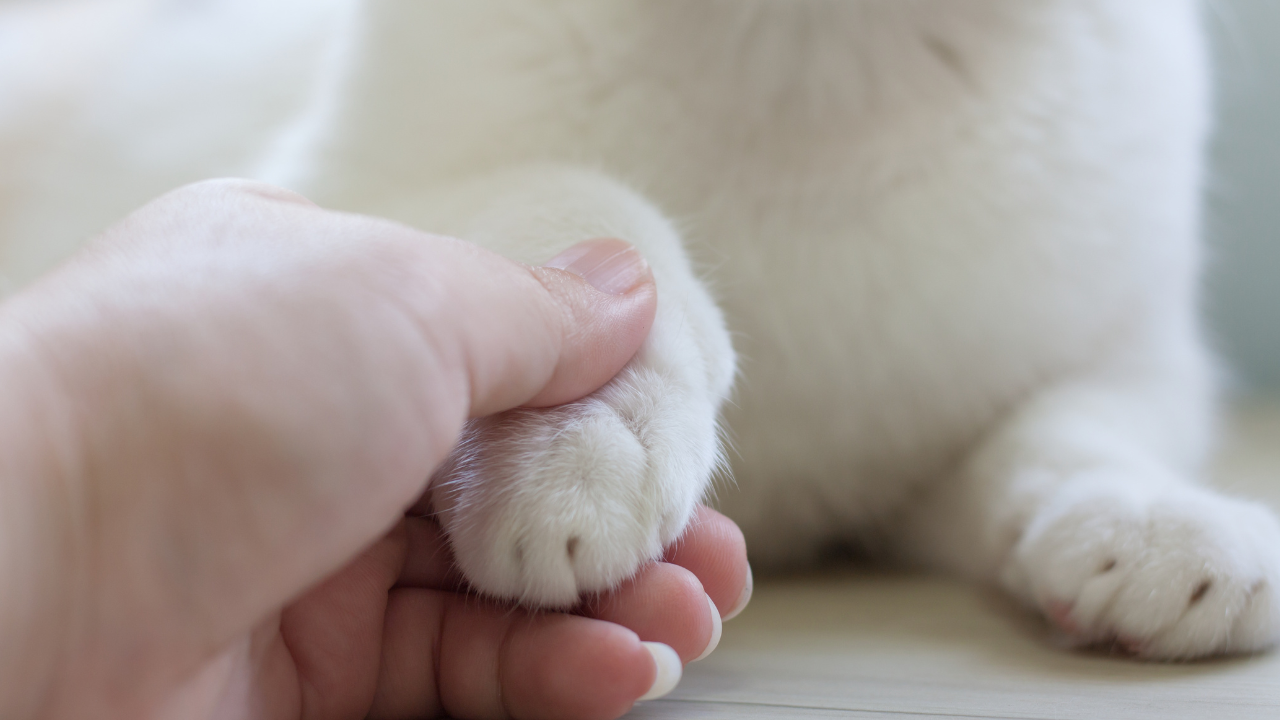 Zusammenleben_mit_Katze Eine Katze wird von einem Menschen an der Pfote berührt.