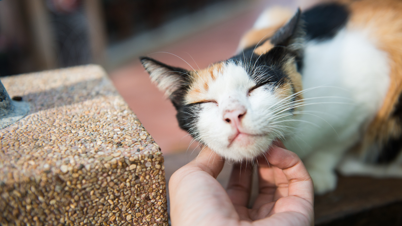 Katze_kraulen Eine Katze genießt eine ausgiebige Streicheleinheit am Kopf.