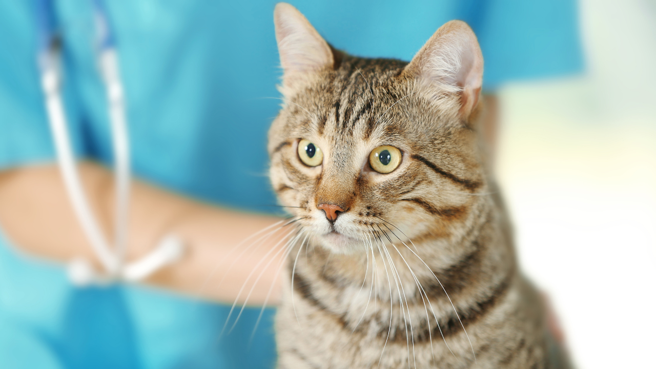 Tierarztbesuch_Vorsorgecheck Eine Katze wird beim Tierarzt auf Zoonosen untersucht.