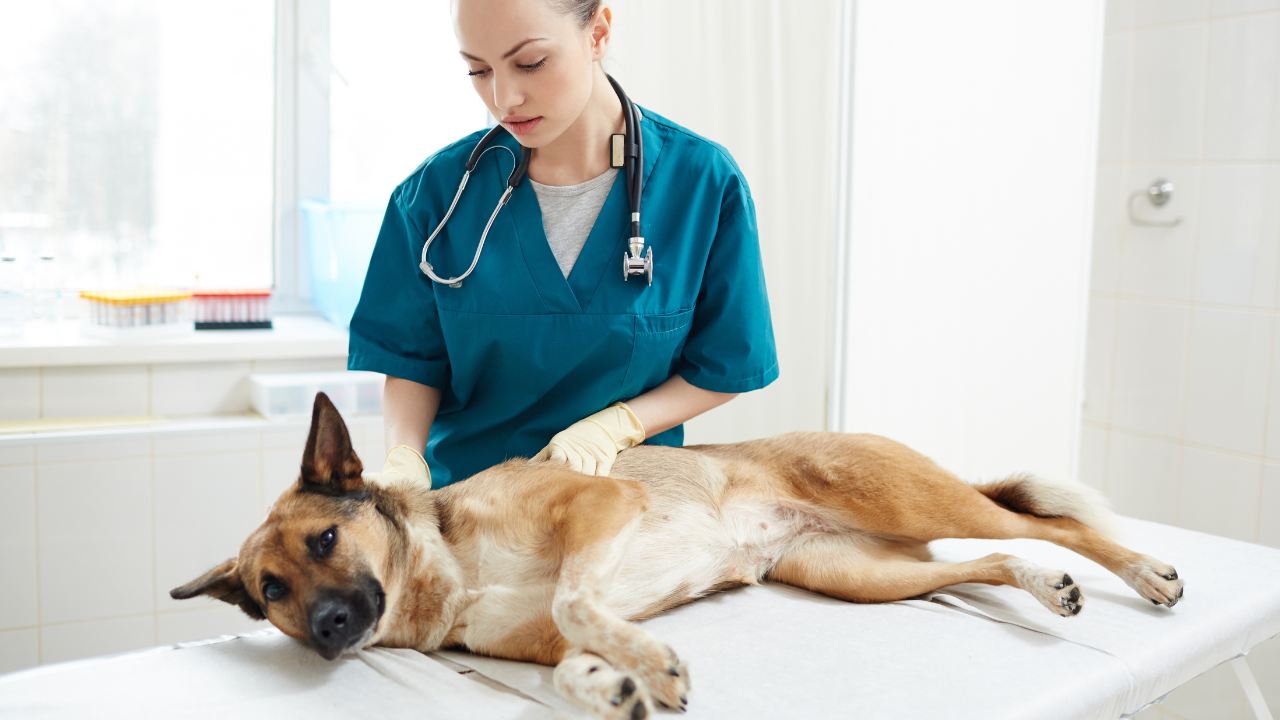 Zoonose_Hund Ein Schäferhund wird am Untersuchungstisch von einer Tierärztin auf Zoonosen untersucht.