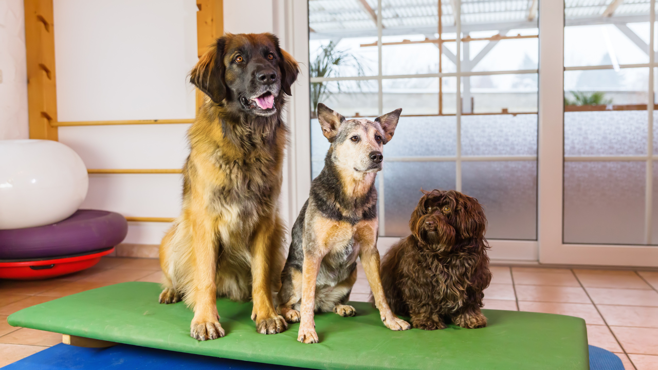 Hunde_in_der_Tierpension Hunde spielen gemeinsam in einer Hundepension, während ihre Besitzer im Urlaub sind.