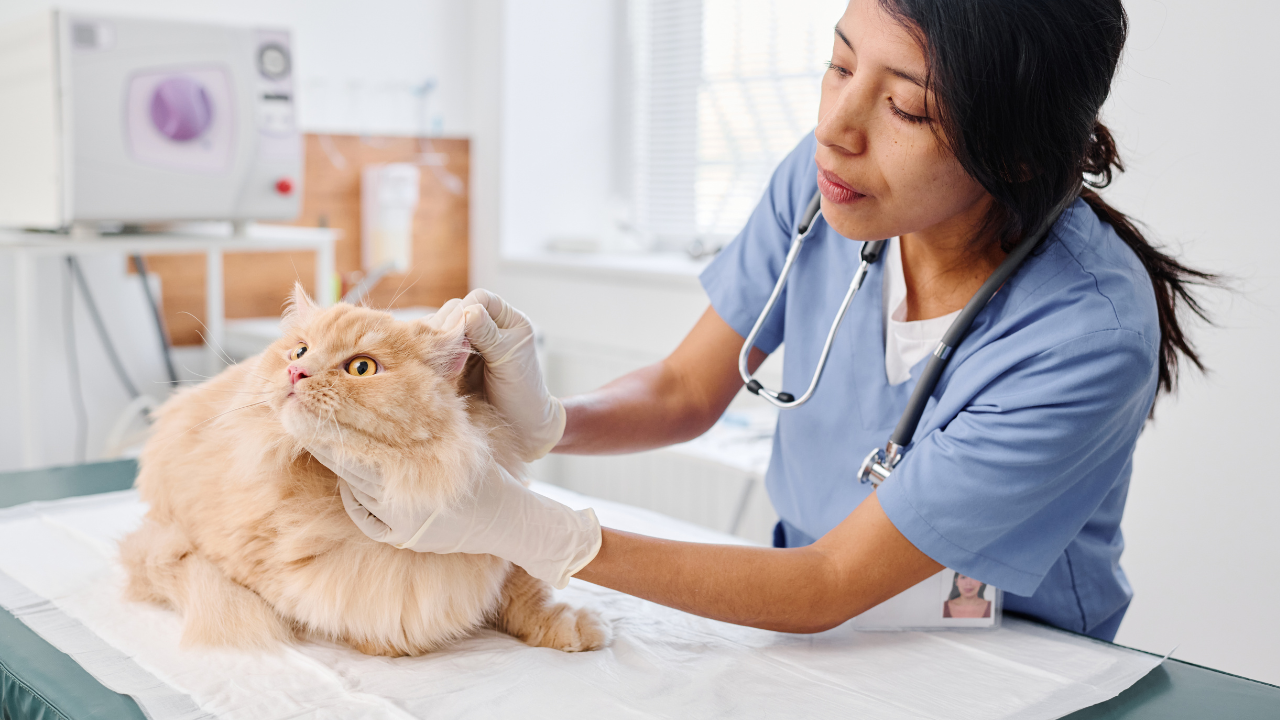 Ohrenbehandlung_Katze Eine Katze erhält einen Rundum-Vorsorgecheck beim Tierarzt.