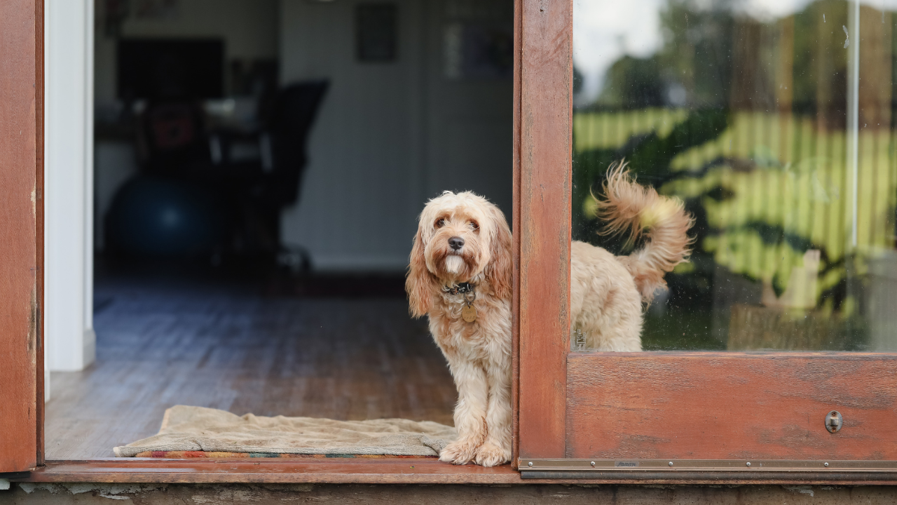 Haustausch_Hundesitting Ein Hund wird während der Abwesenheit seines Besitzers zu Hause betreut.