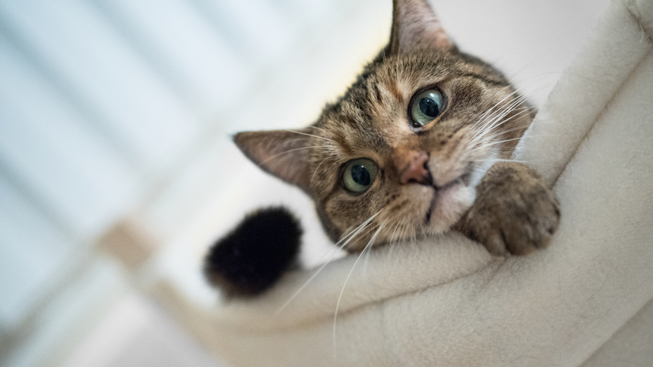 1_Katze_in_der_Wohnung Eine Katze liegt im Wohnzimmer in ihrer Hängematte.