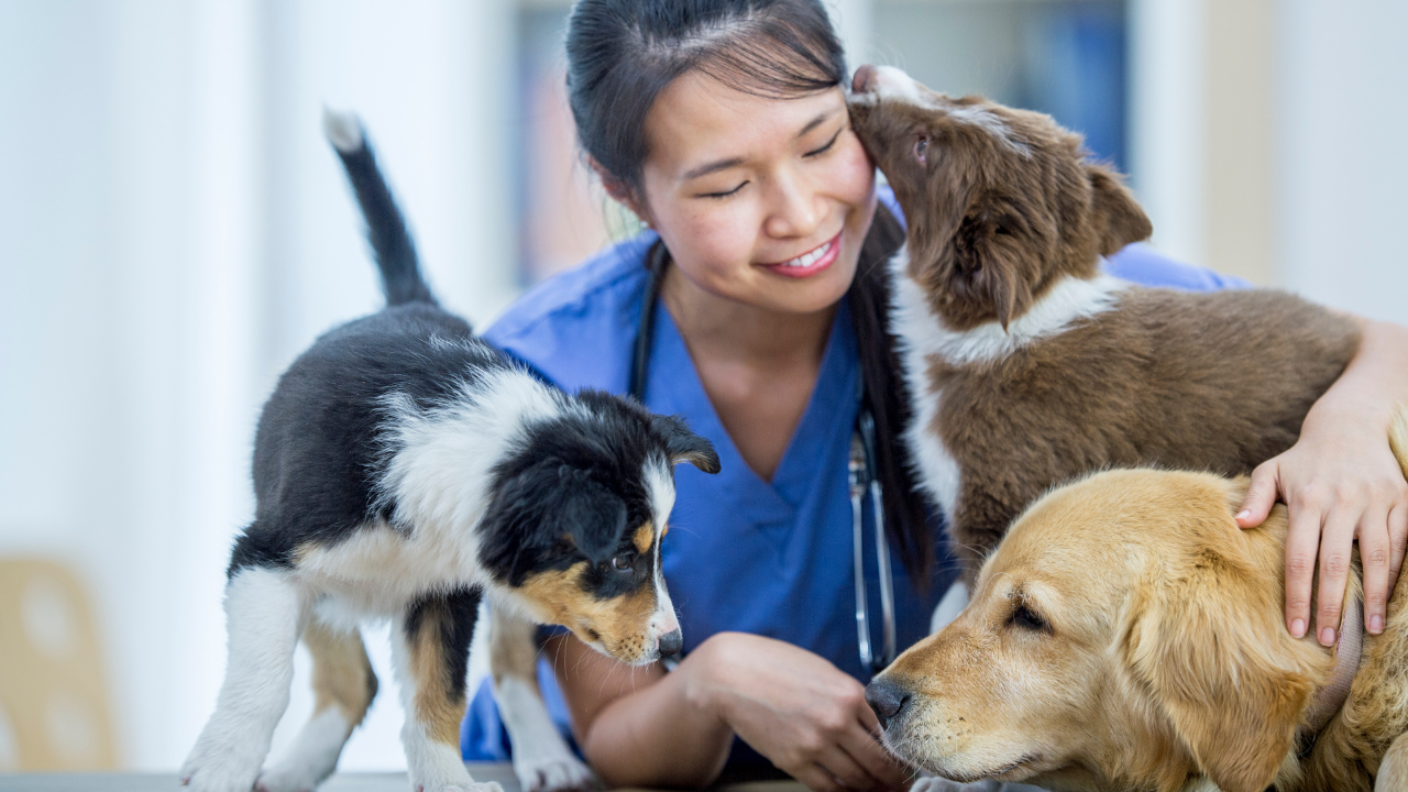 1_Telemedizin_Tiermedizin Eine Tierärztin behandelt eine Gruppe von Hundewelpen.