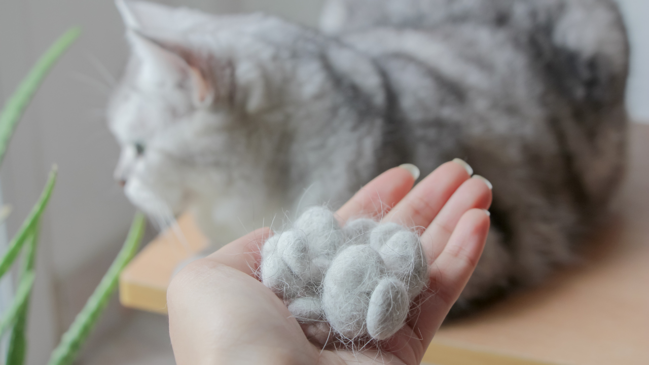 2_Schilddrüsenüberfunktion_Katze Eine Katze verliert Fell aufgrund einer Schilddrüsenerkrankung.
