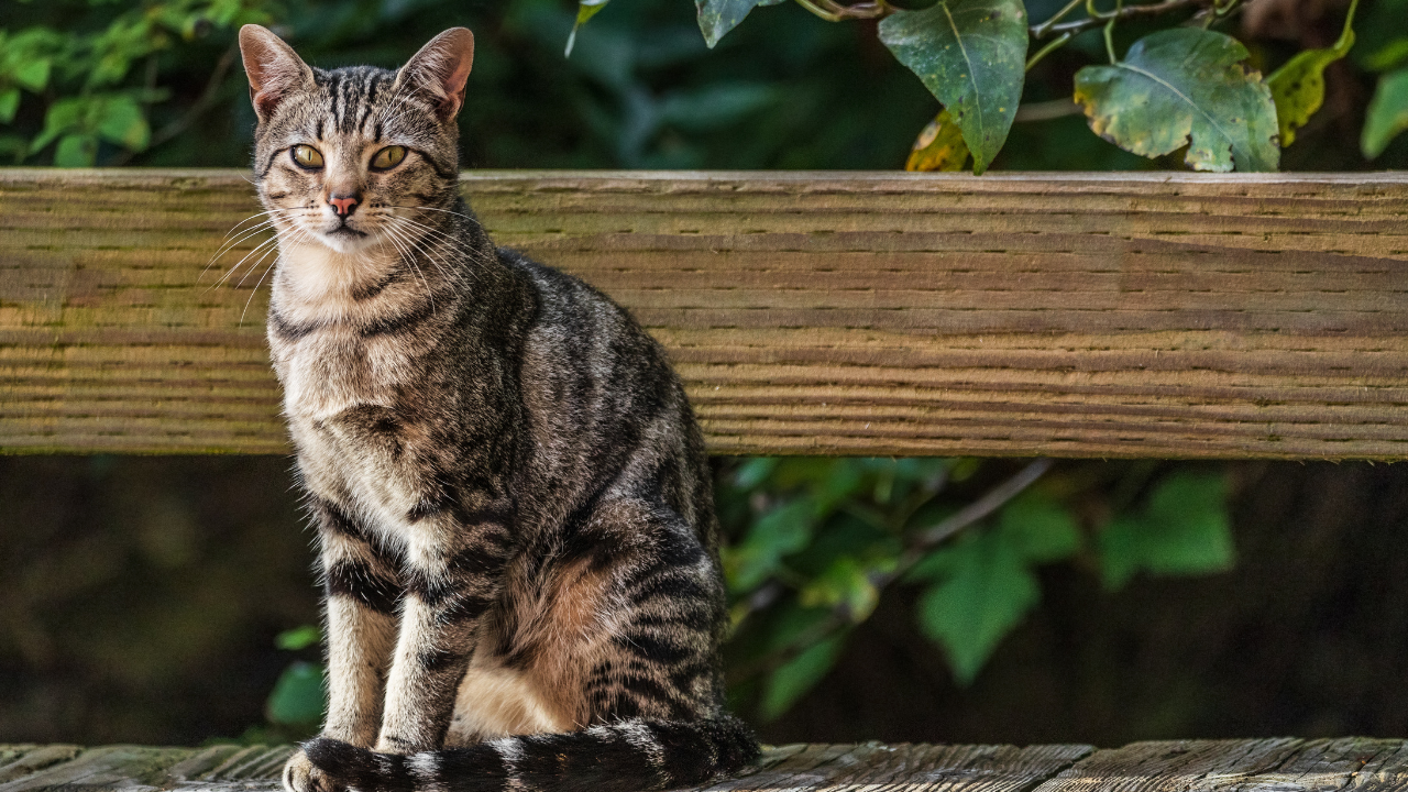 3_Freigängerkatze Eine Katze erkundet ihre Umgebung im Freien.