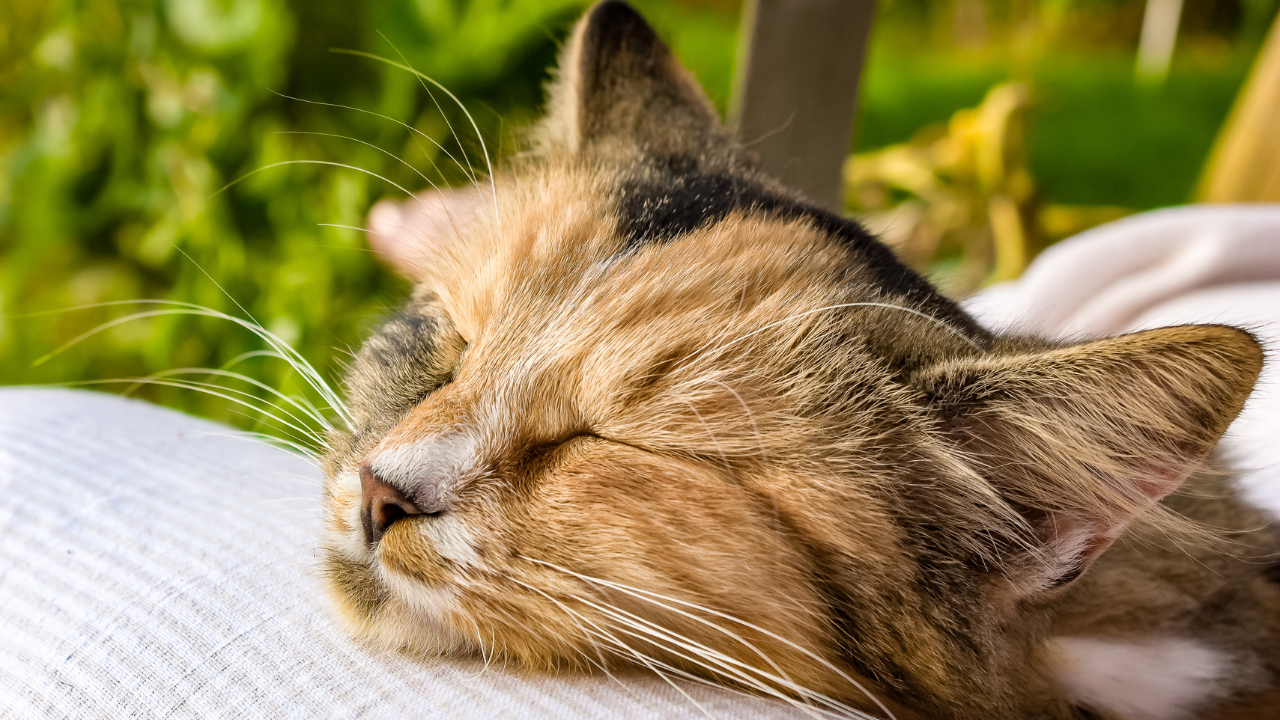 3_Katze_Schilddrüsenüberfunktion Eine Katze schläft friedlich, nachdem sie vom Tierarzt nach Hause kommt.