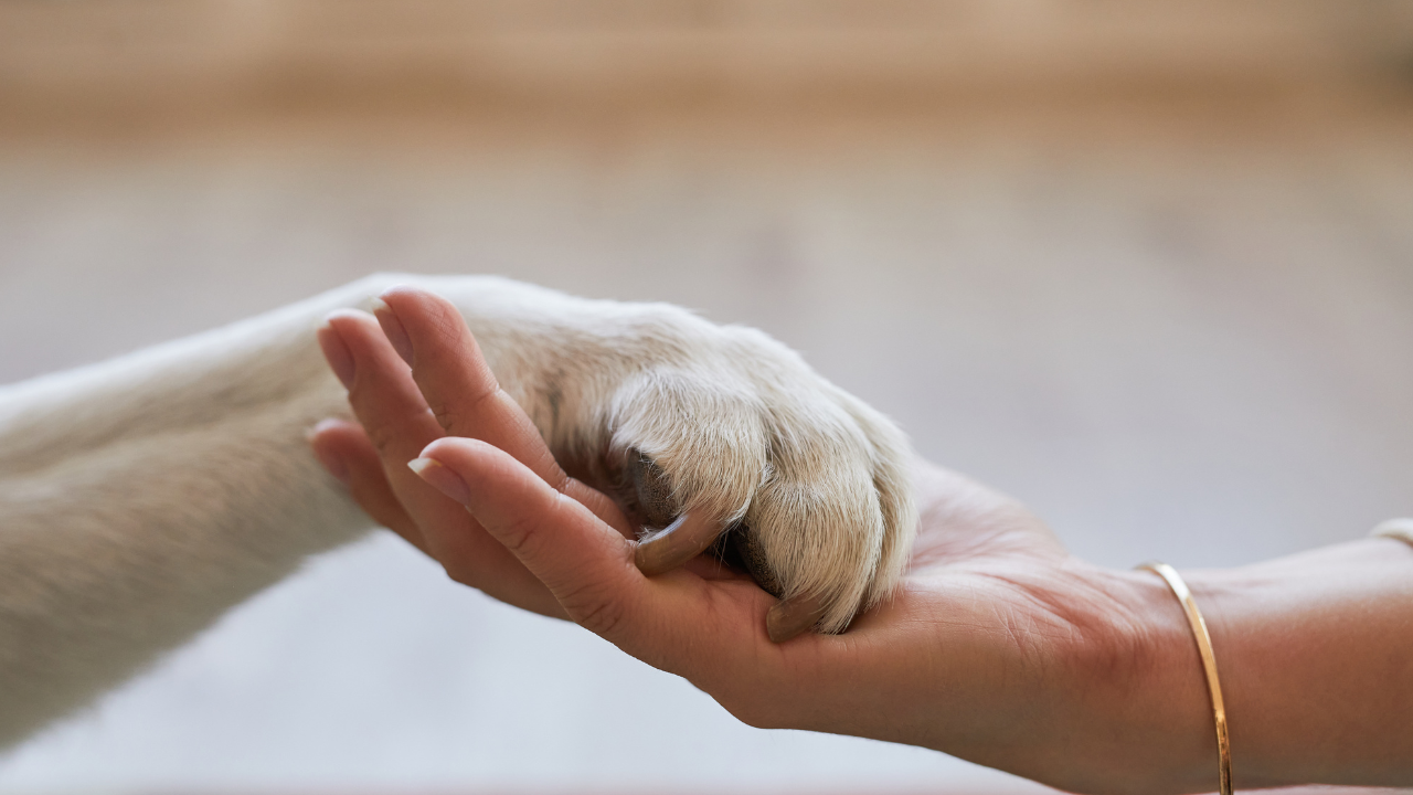 3_Krankenvollschutztarif_Hund Ein Hund legt sein Pfote in die Hand seines Menschen.