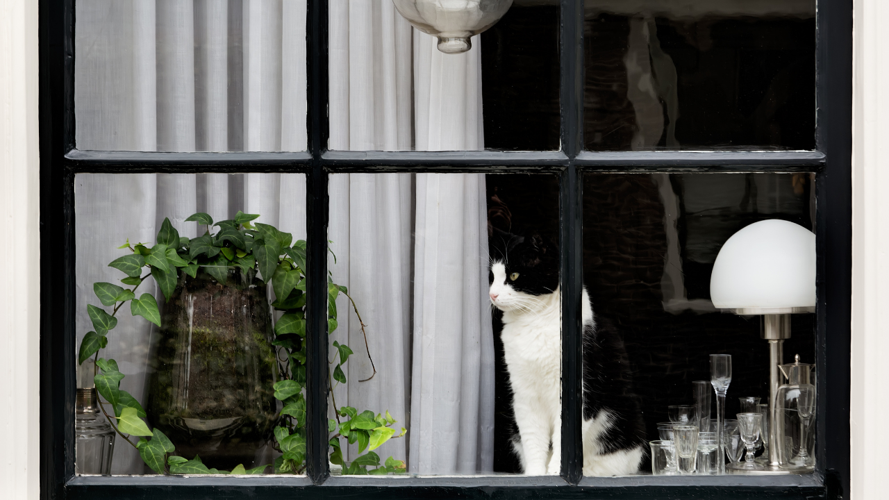 4_Wohnungskatze Eine Katze beobachtet die Straße von einem Fenster aus.