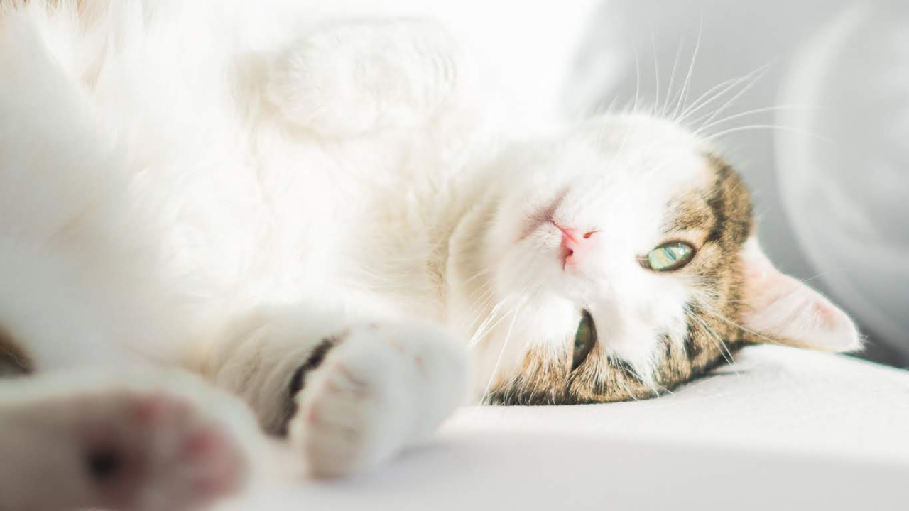 5_Katze_Schilddrüsenerkrankung Eine Katze rastet auf dem Sofa, da sie eine Schilddrüsenerkrankung hat.
