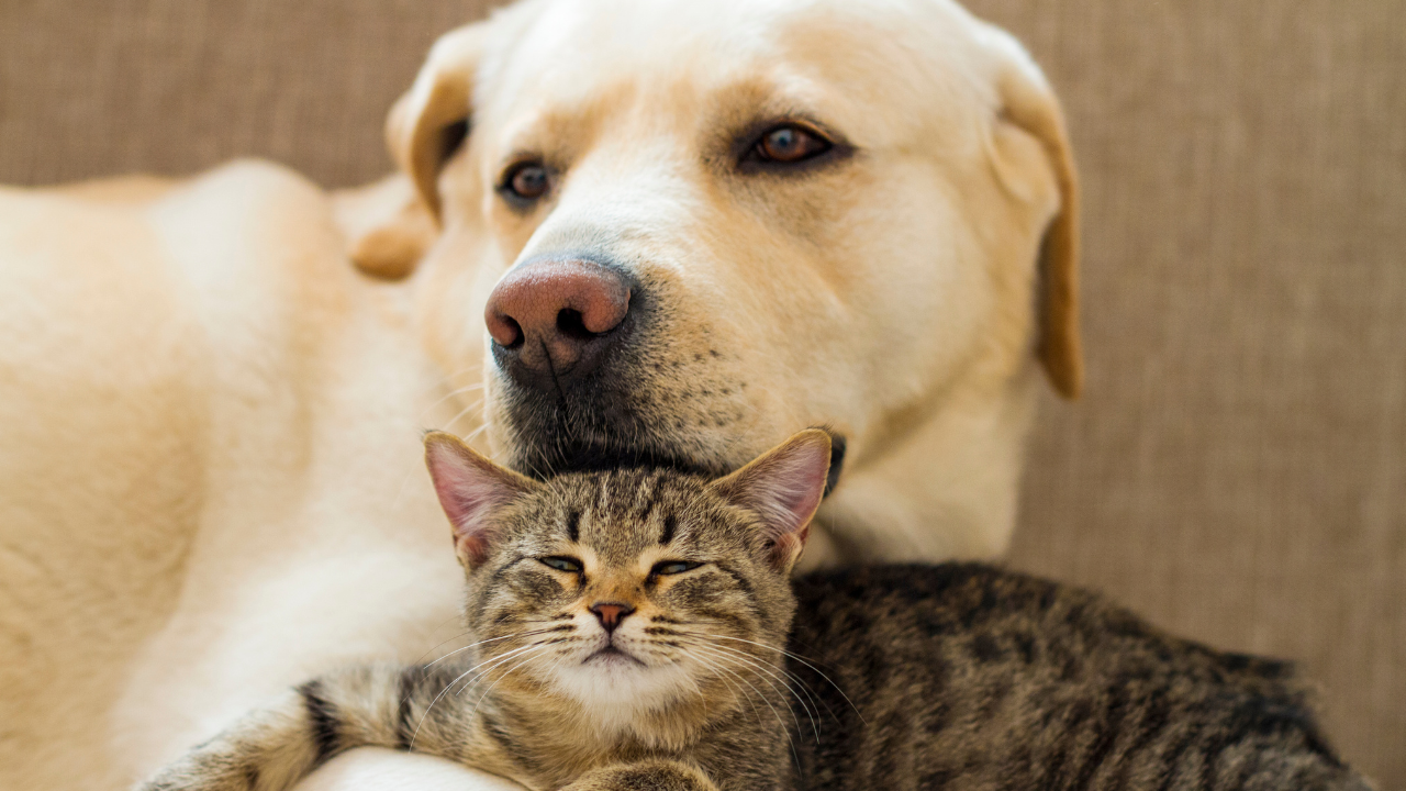 Hund_Katze_Tierversicherung Ein Hund kuschelt mit einer Katze.
