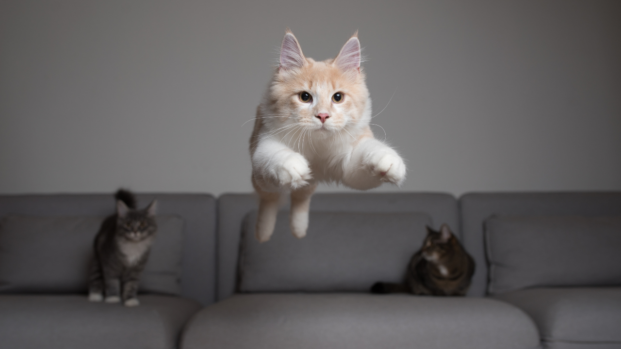 1_Epilepsie_bei_Katzen