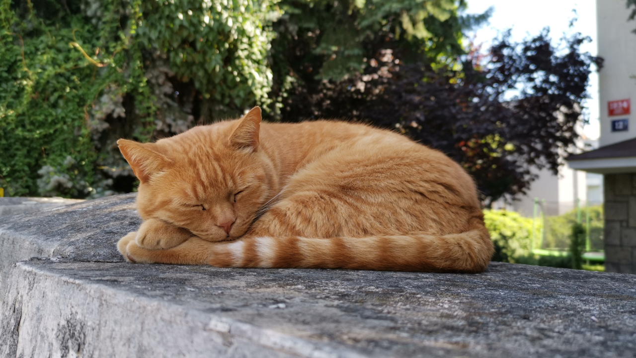 1_Katze_Doppelleben Eine Katze schläft auf einer Hausmauer.