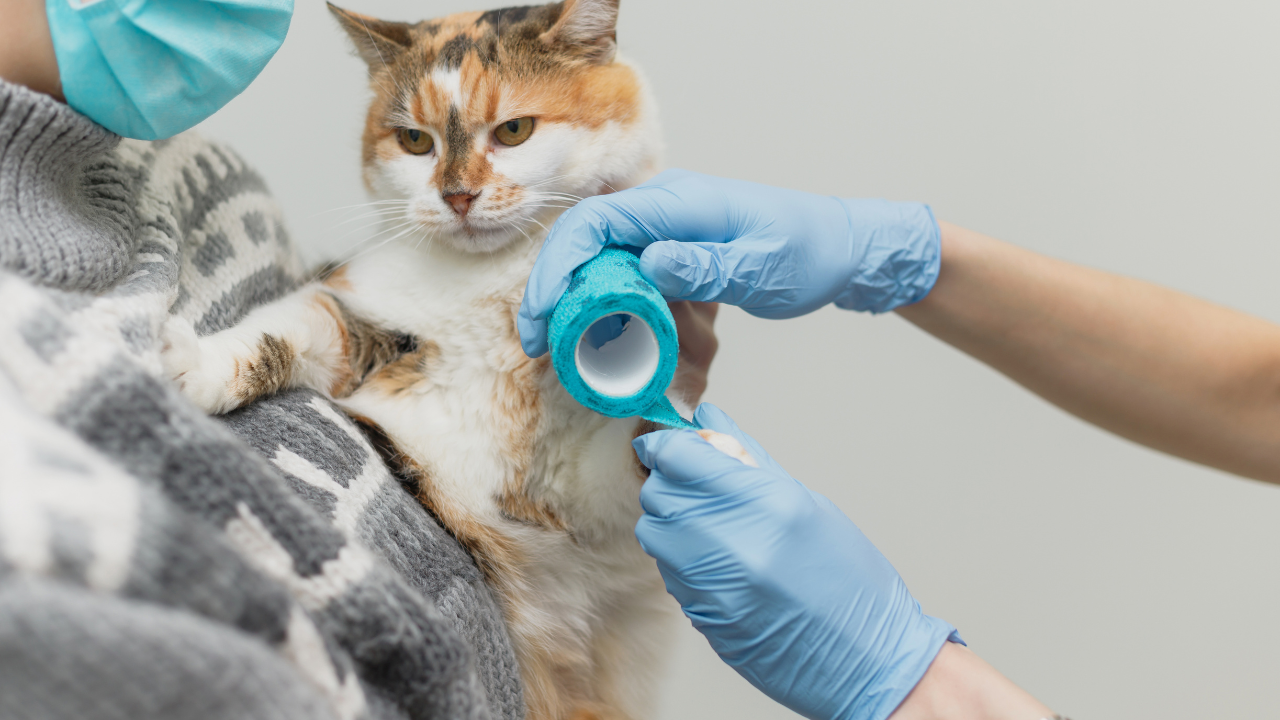 1_Notfallhilfe_Katze Eine Katze bekommt einen Pfotenverband angelegt.