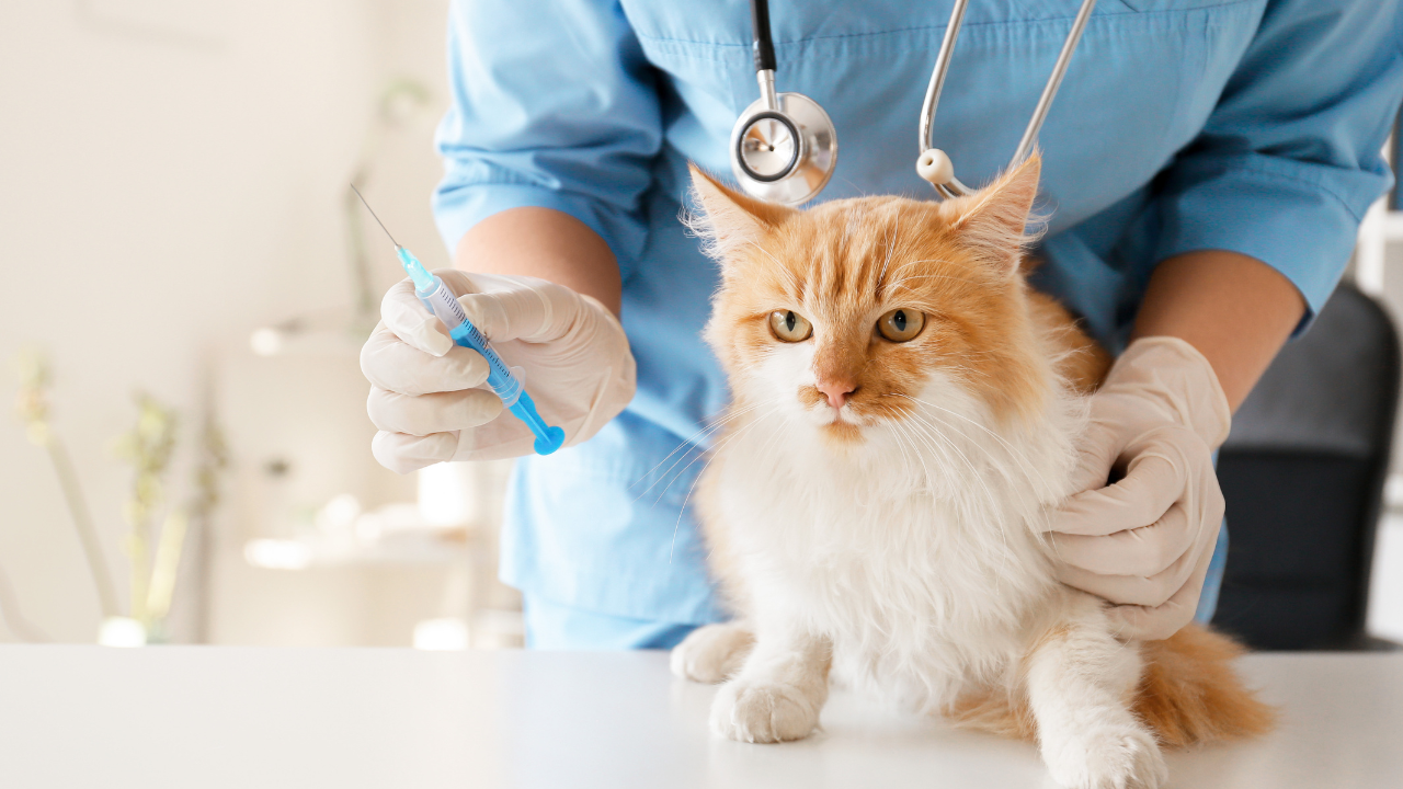 2_Anfälle_bei_Katzen Eine Katze wird gegen Epilepsie behandelt.