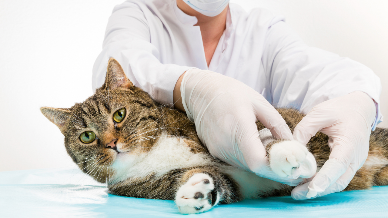 2_Erste_Hilfe_bei_Katzen Eine Katze bekommt einen Verband angelegt aufgrund einer Verletzung.