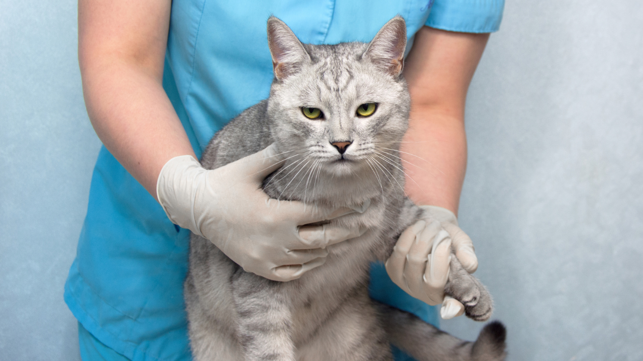 3_Krämpfe_bei_Katzen Eine Katze bekommt eine Blutuntersuchung beim Tierarzt.