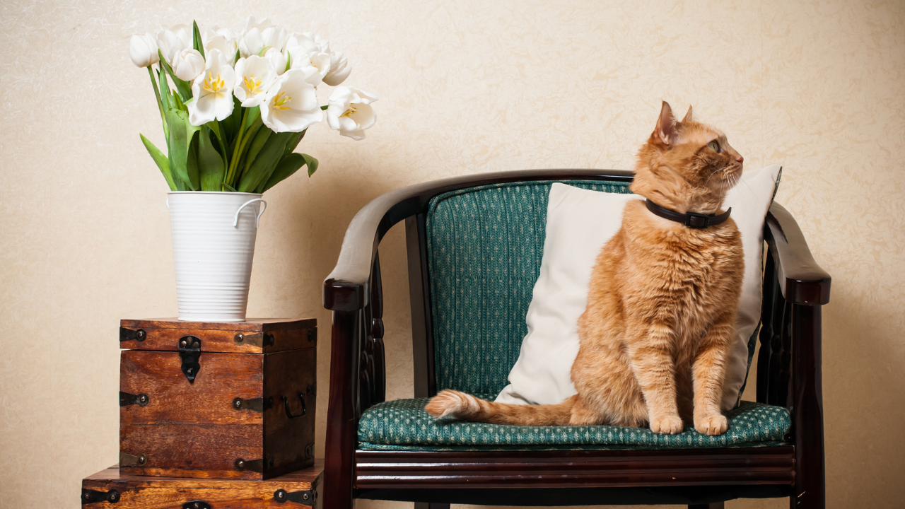 3_haustiergerechtes_Zuhause Eine Katze sitzt auf einem Wohnzimmerstuhl.