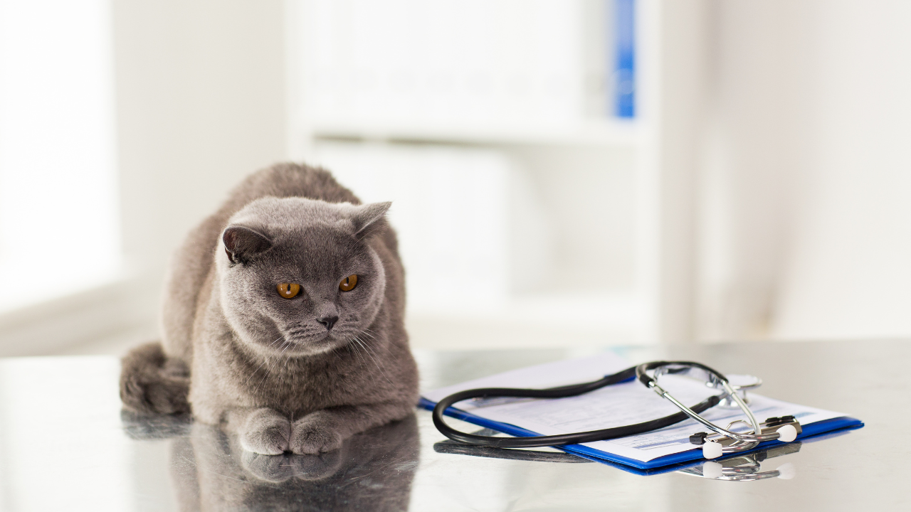 4_Epilepsie_Tiermedizin Eine Britisch Kurzhaar Katze wartet auf ihre Behandlung beim Tierarzt.