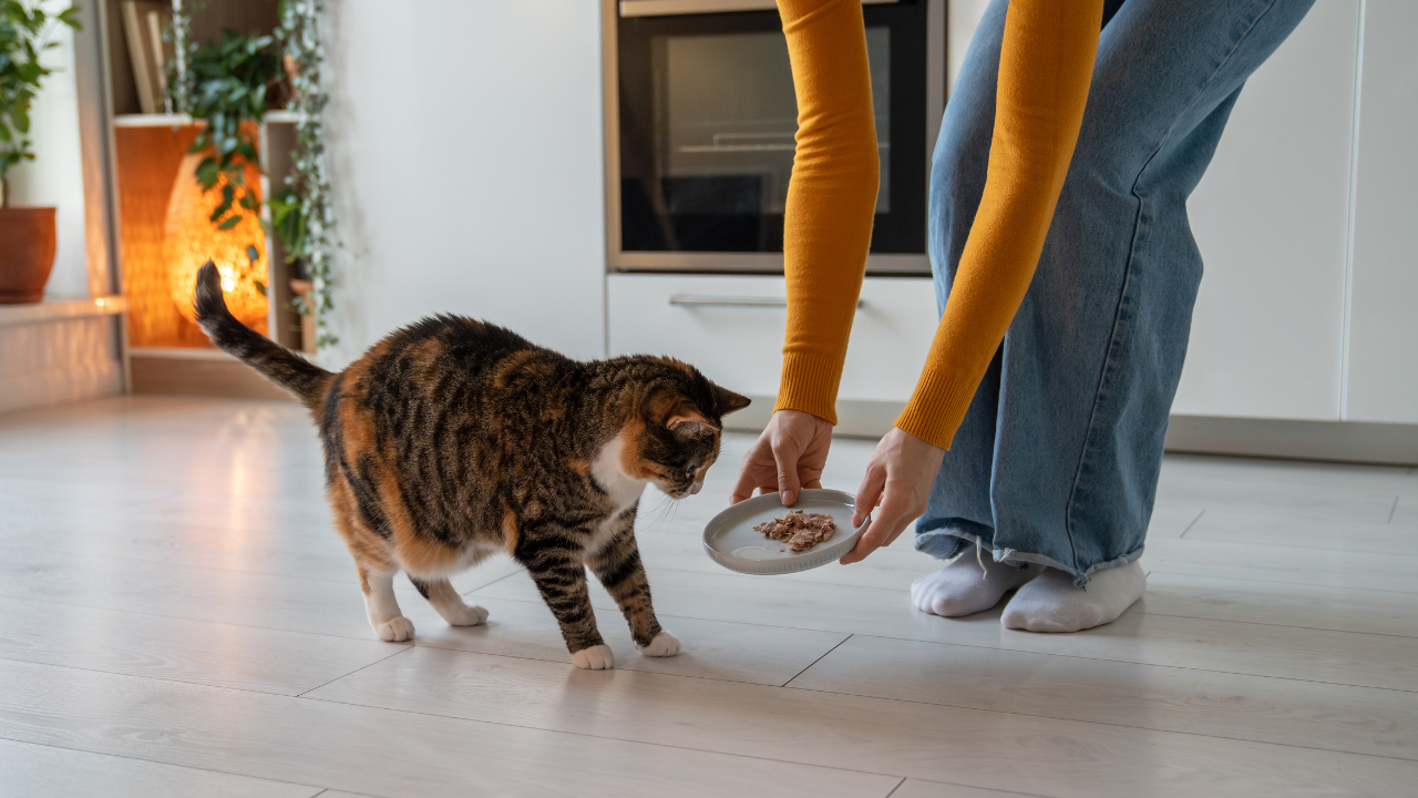 4_Katzen_Fremdgehen Eine Dame füttert eine Katze, die bei ihr zu Besuch ist.