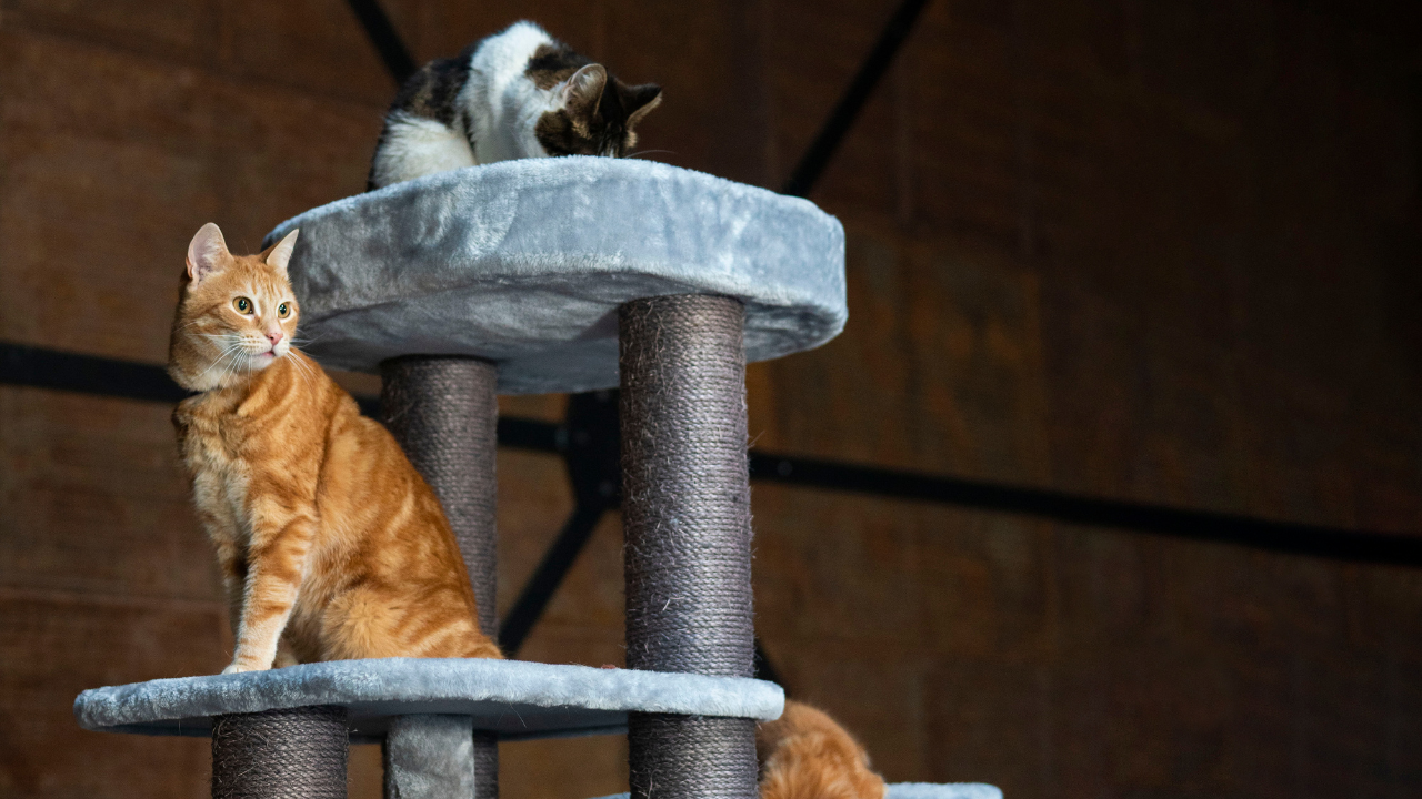 4_Katzenkratzbaum Mehrere Katzen sitzen auf verschiedenen Etagen eines Kratzbaums.