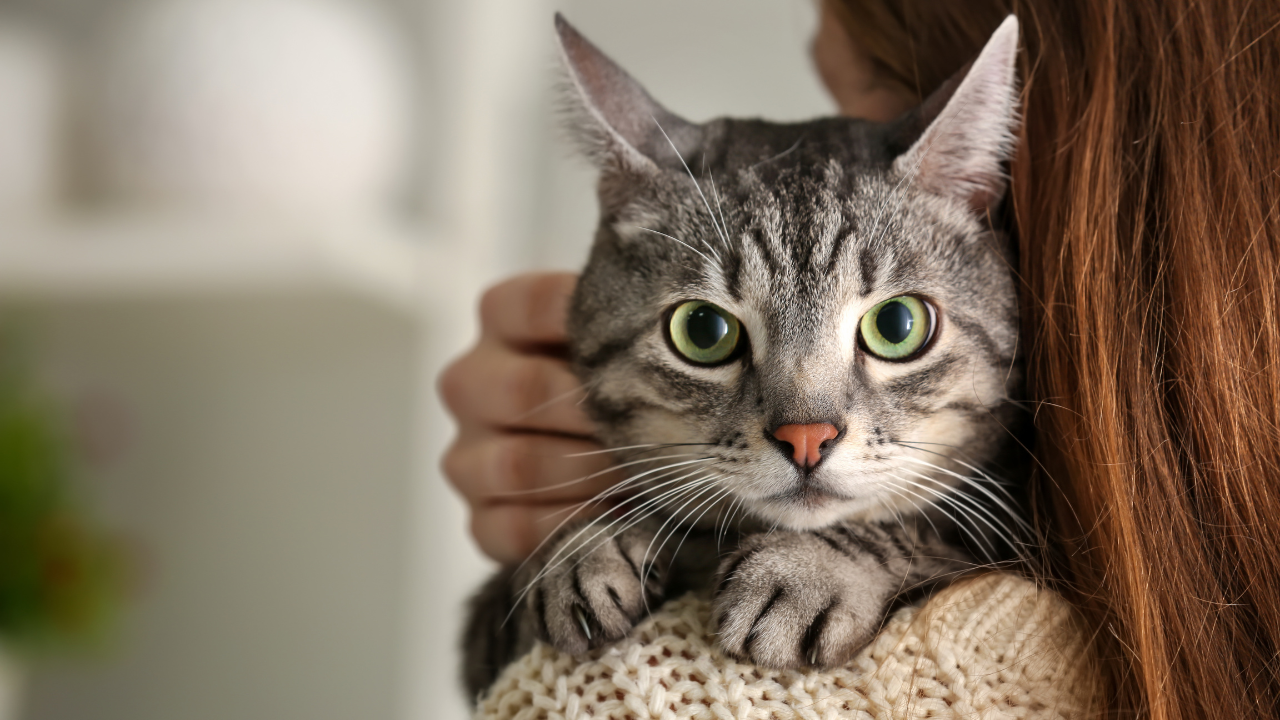 5_Katzen_Doppelleben Eine Katze sitzt auf der Schulter seines Frauchens.