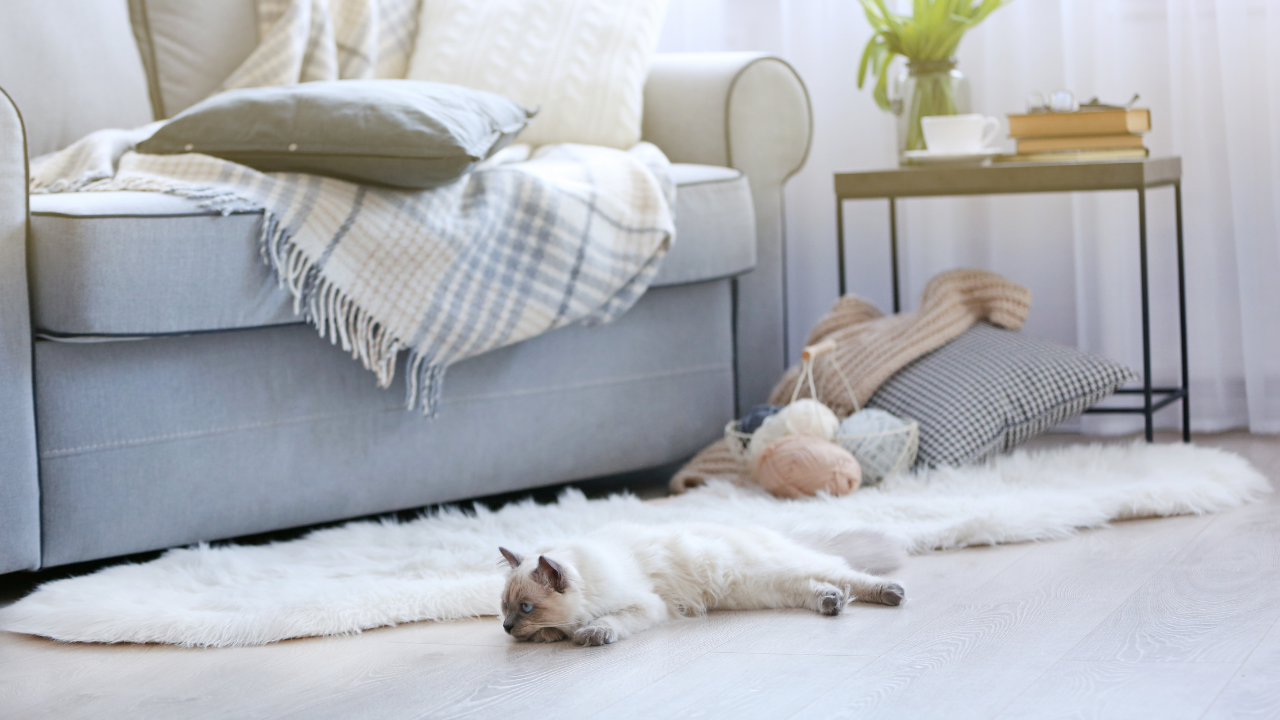 5_Zuhause_für_Kazten Eine Katze liegt auf dem Boden im Wohnzimmer.