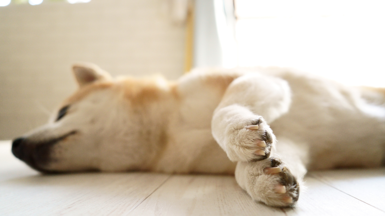 1_Arthrose_beim_Hund Ein Hund ruht seine Beine aus, da er Gelenkprobleme hat.