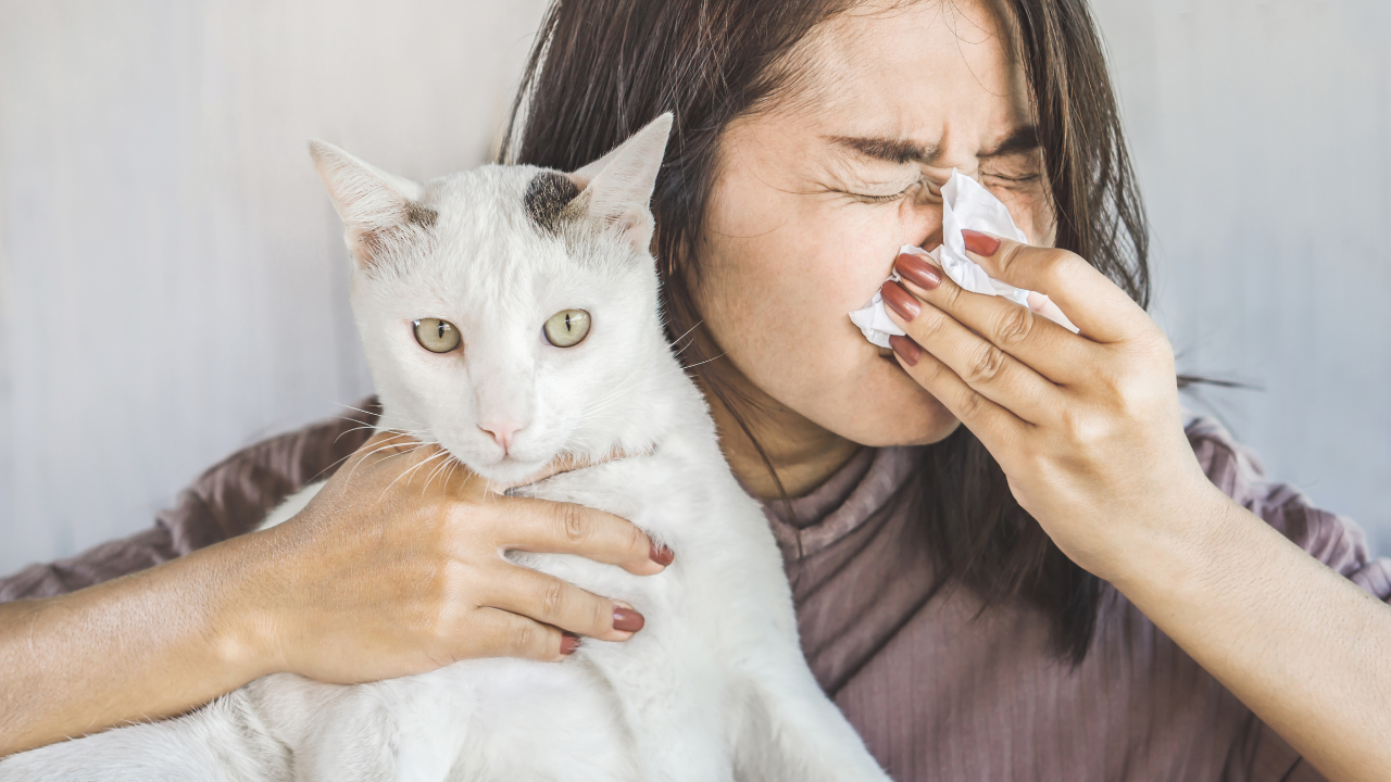 1_Katzenallergie
