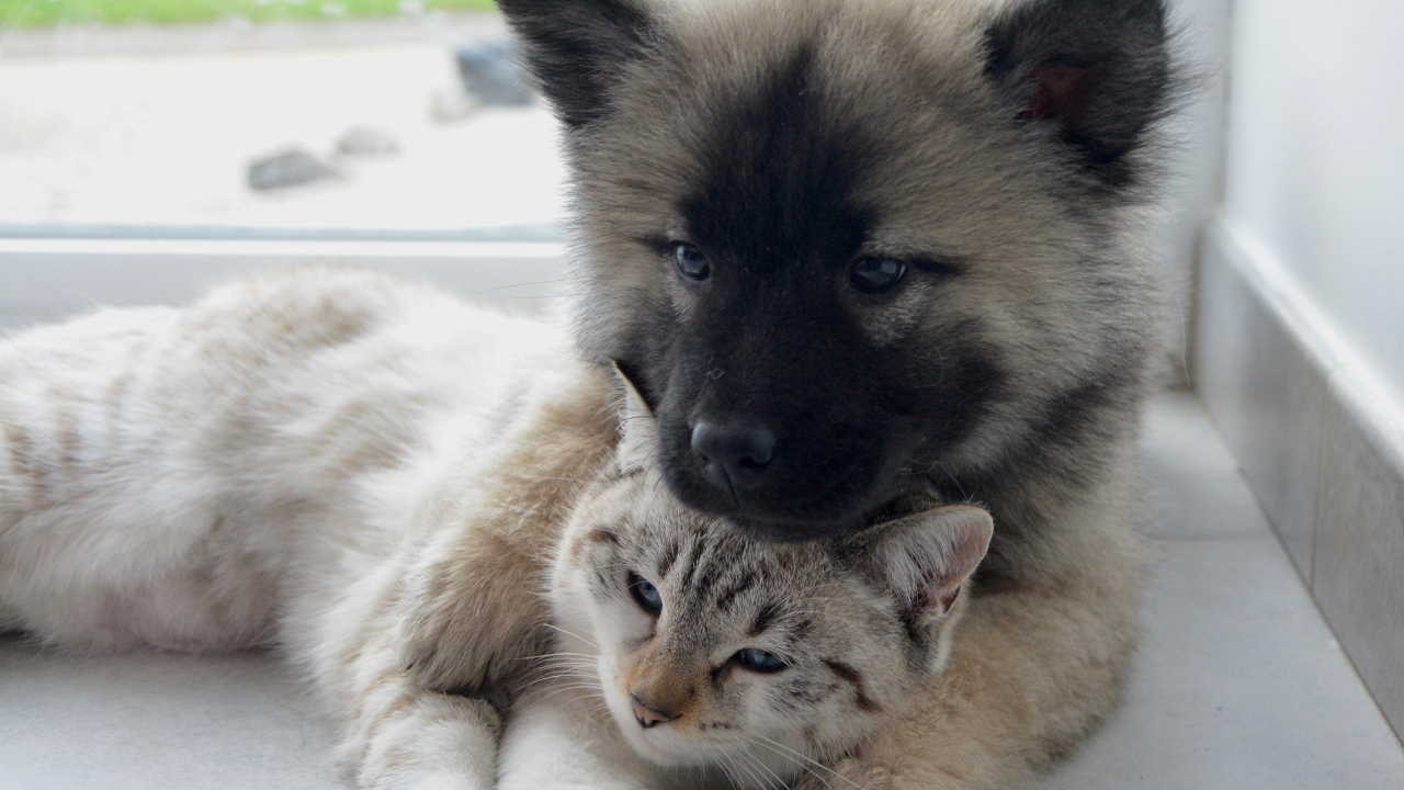 2_Tageslicht_Katze Ein Hund und eine Katze kuscheln zusammen im Winter.