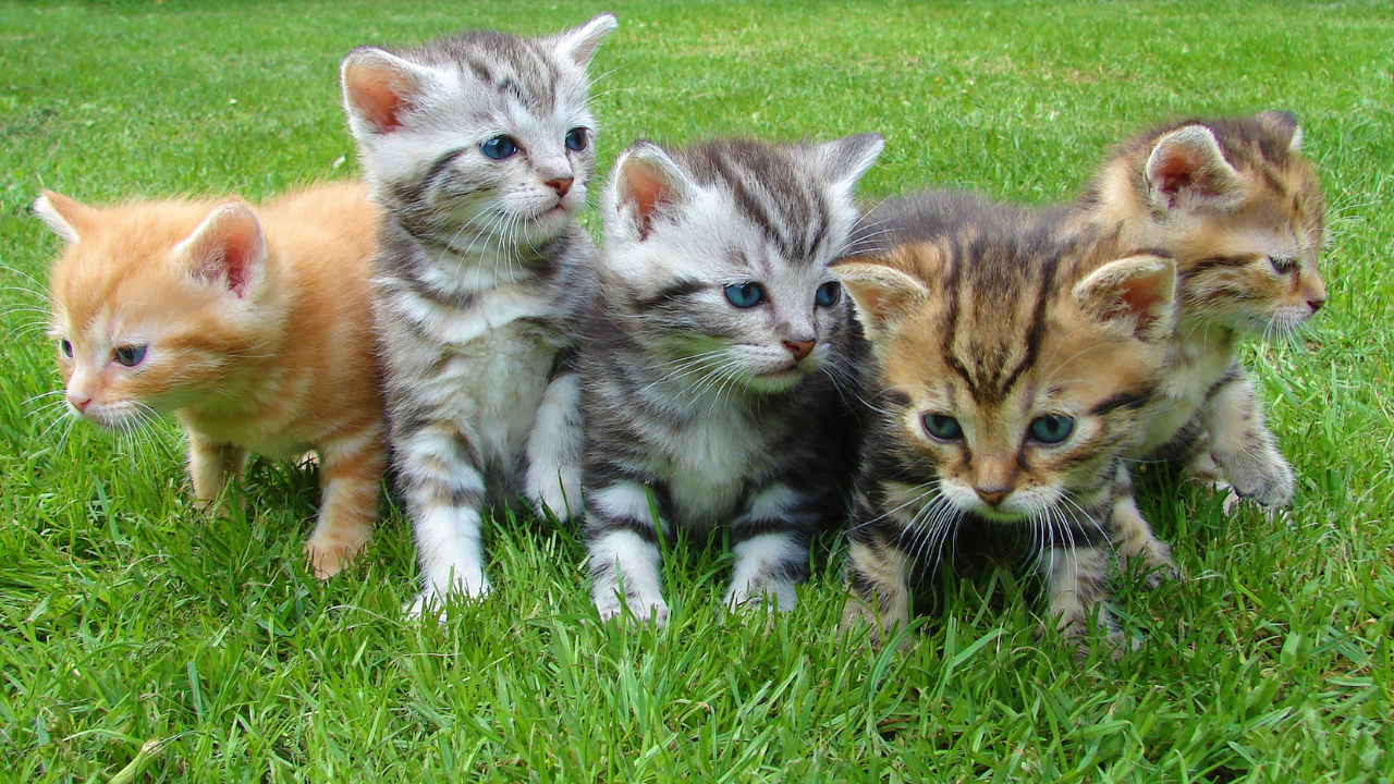 2_hypoallergene Katzen Babykatzen verschiedener Färbungen sitzen in einer Wiese.
