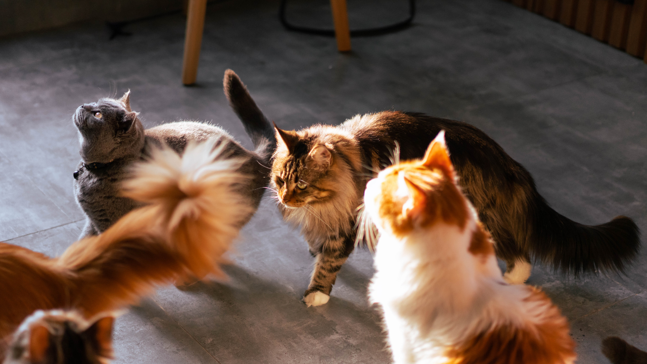 2_verschiedene_Katzenrassen Verschiedene Katzen warten auf ihr Futter.