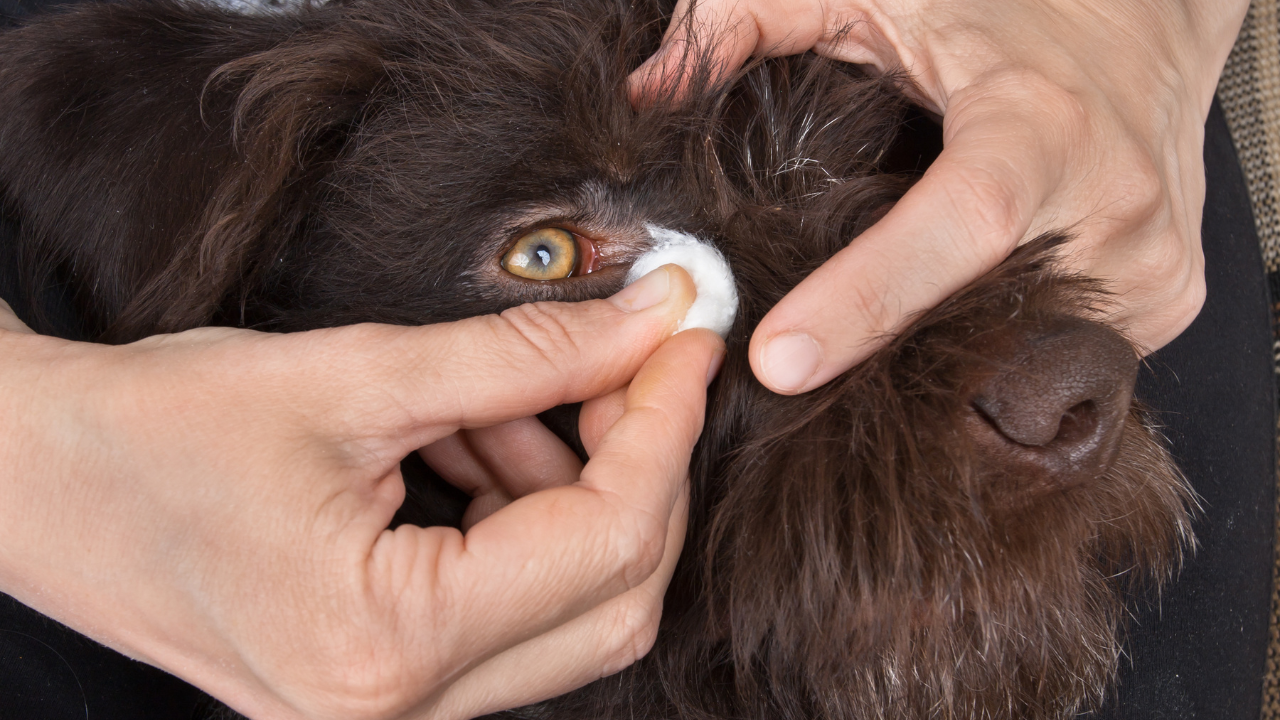3_Augenverletzung_Hund Ein Hund hat Augenausfluss und sein Auge wird gereinigt.