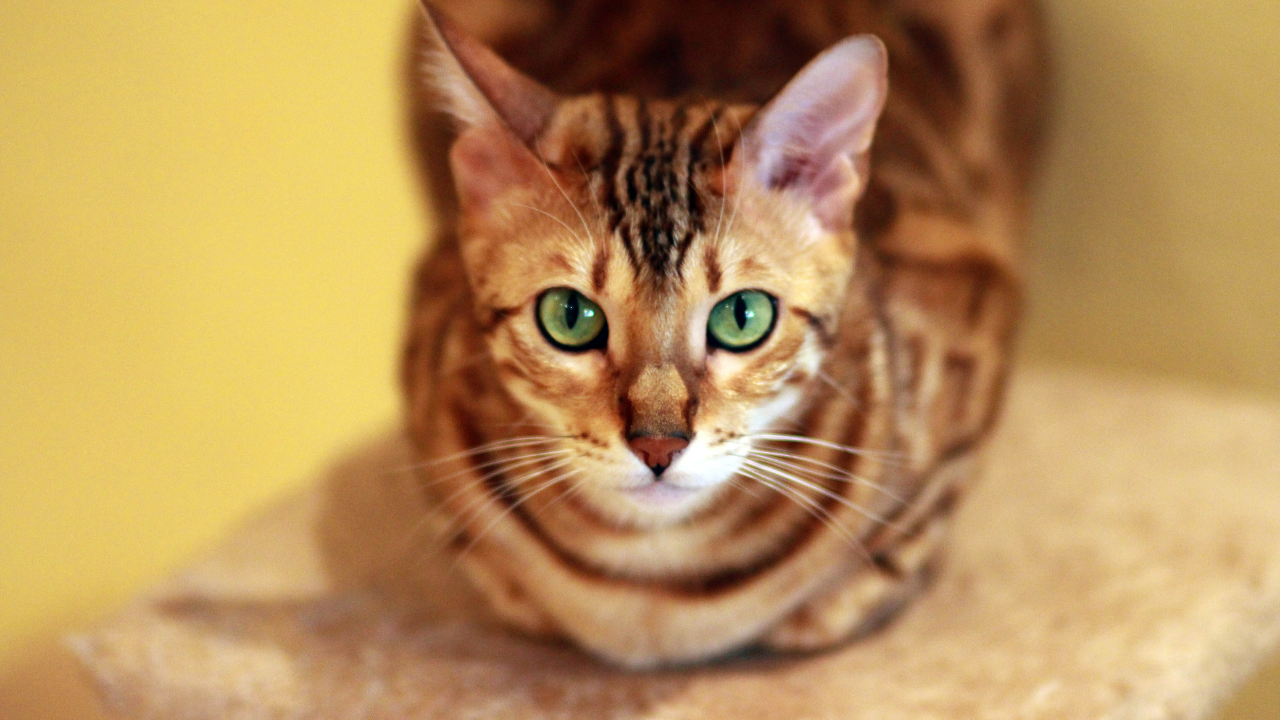 3_Bengal_Katze Eine Bengalkatze liegt auf einem Stein.