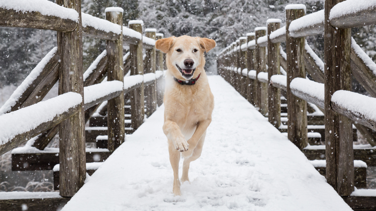 3_Gelenkpflege_Hund
