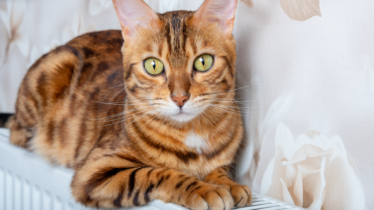 3_Heizen_für_Katzen Eine Katze liegt auf einem Heizkörper.