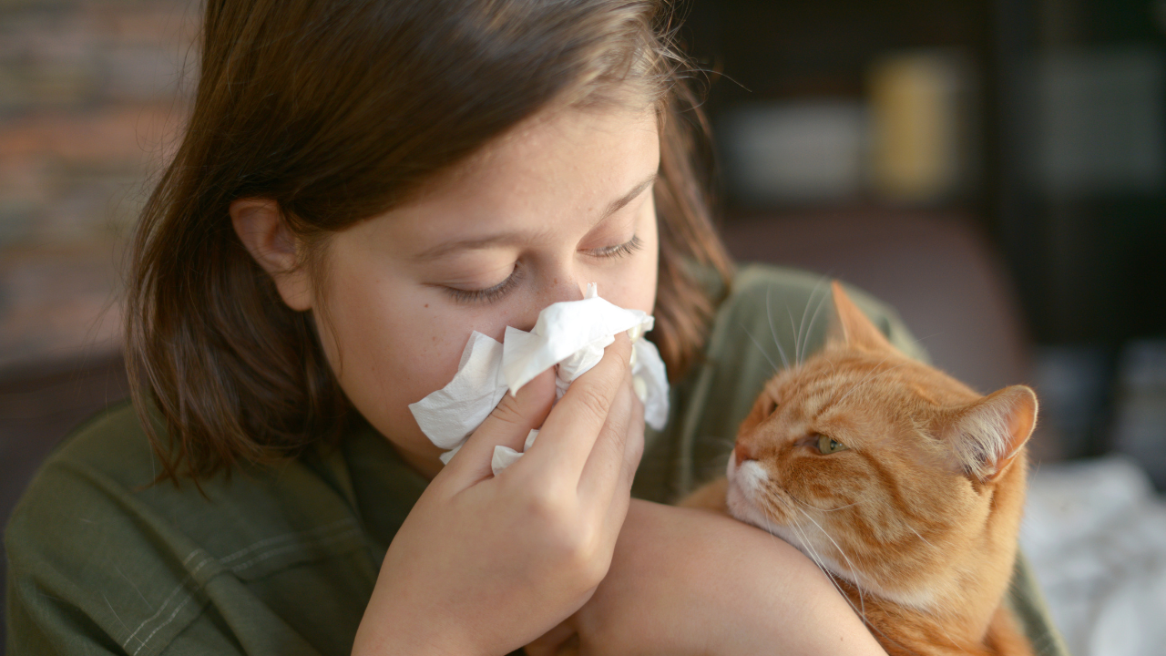 3_Katzen_für_Allergiker Eine Dame schnäuzt sich, weil sie eine Katzenallergie hat.