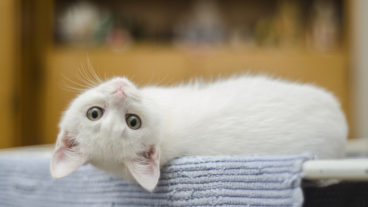 4_Allergiker_Katze Eine Katze liegt gemütlich auf dem Wäscheständer.
