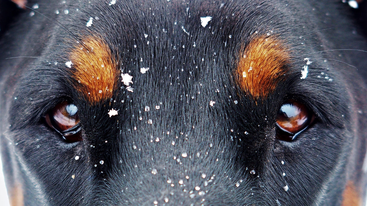 4_Augenkrankheiten_Hund