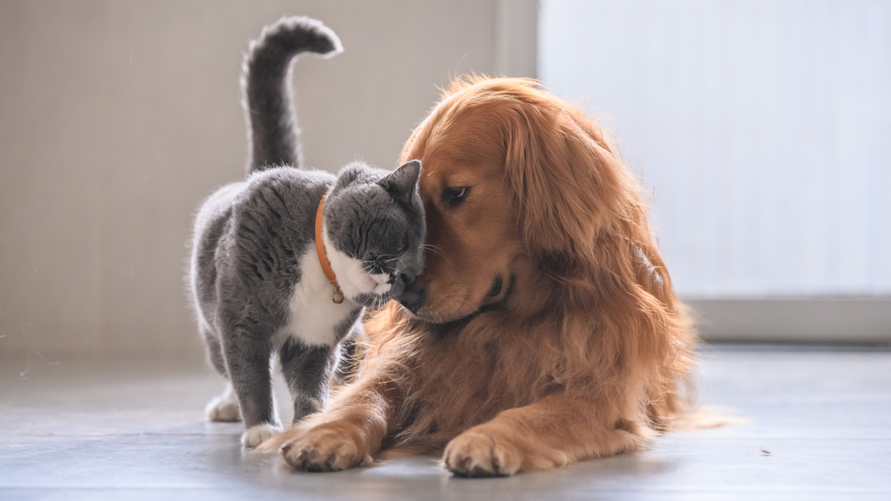 4_Tageslicht_Hund Ein Hund und eine Katze berühren sich an der Nase.