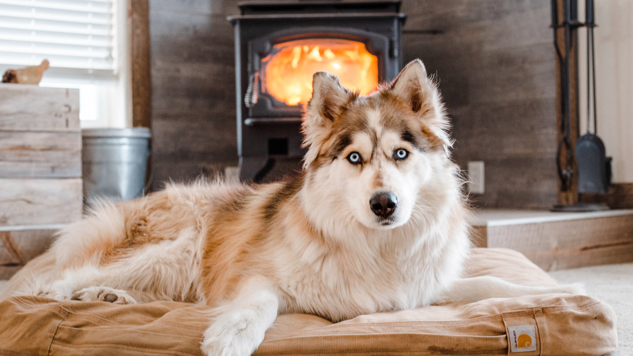 4_Wärmequelle_für_Hunde Ein Hund liegt vor dem Kamin in seinem Hundebett.