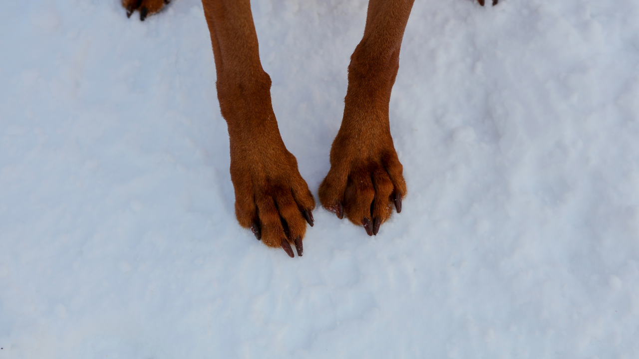 5_Arthrosebehandlung_Hund Ein Hund bekommt eine Gelenkpflege nach einem Schneespaziergang.